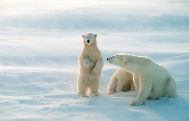 Polar bears