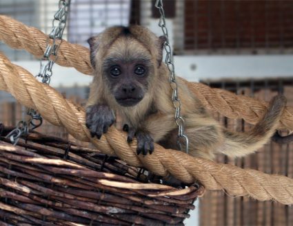 Black and gold howler monkey