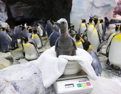 Two-week old king penguin chick at SeaWorld Orlando.