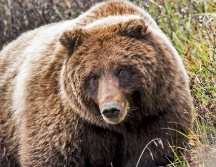 Grizzly bear