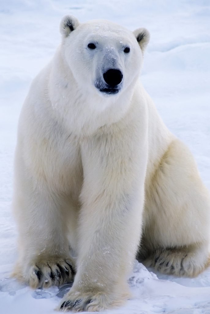 Polar bear