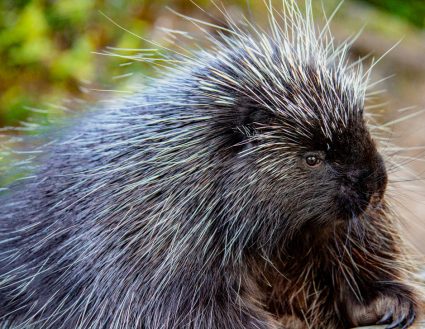 North American porcupine close up