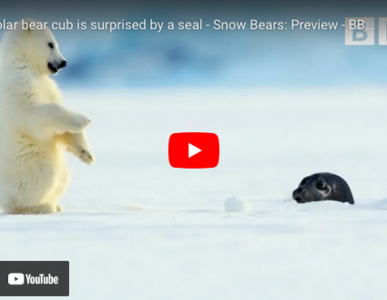 VIDEO Cute Polar Bear Cub Gets Startled by Seal - Animal Fact Guide