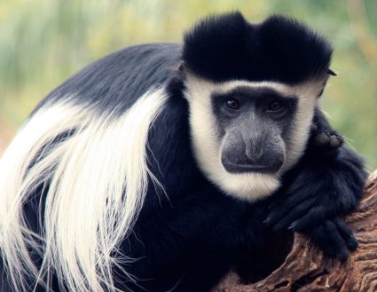Guereza colobus monkey