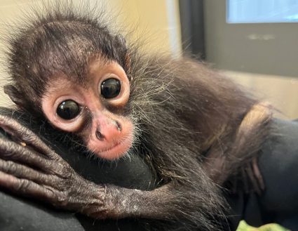 Rescued baby spider monkey