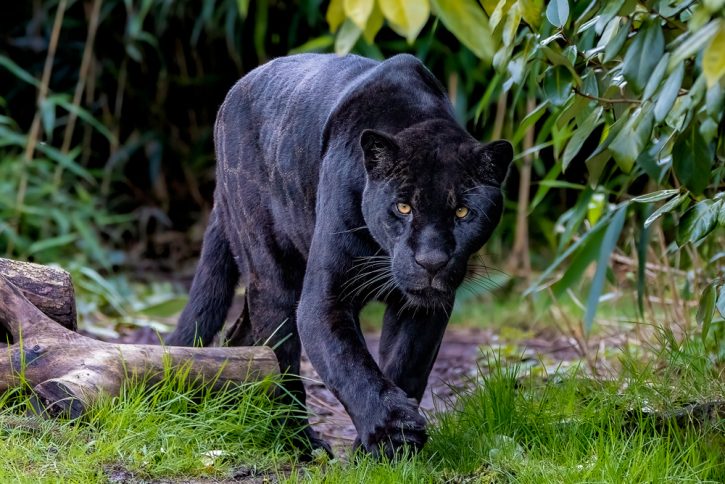 What Is A Black Panther Animal Fact Guide What Is A Black Panther Animal Fact Guide