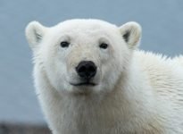 Polar bear