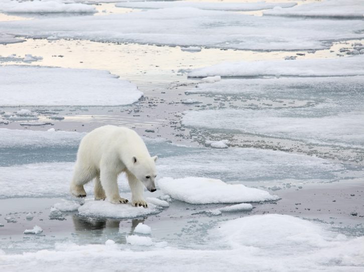 Polar bear hunting