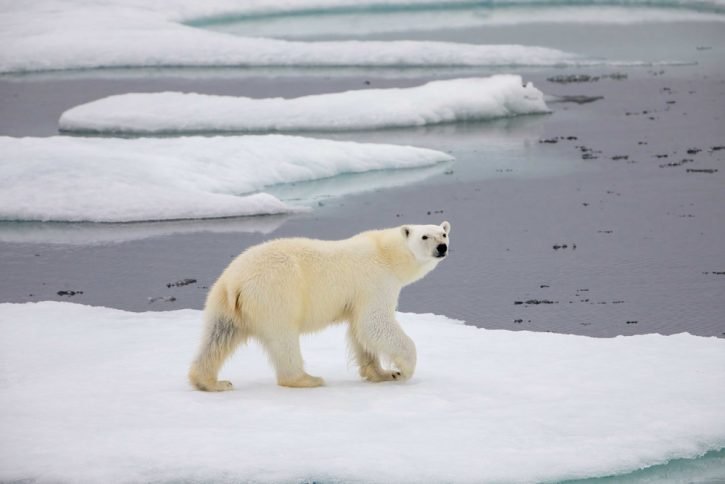 Polar bear walking on sea ice in Beaufort Sea, Nunavut, Canada