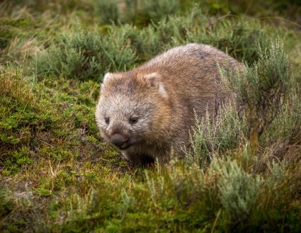 Bare-nosed wombat