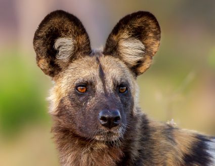 African wild dog
