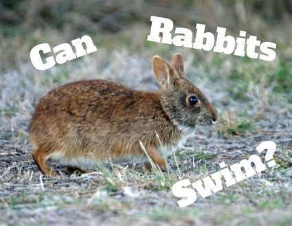 Can Rabbits Swim