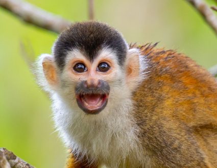 Squirrel monkey