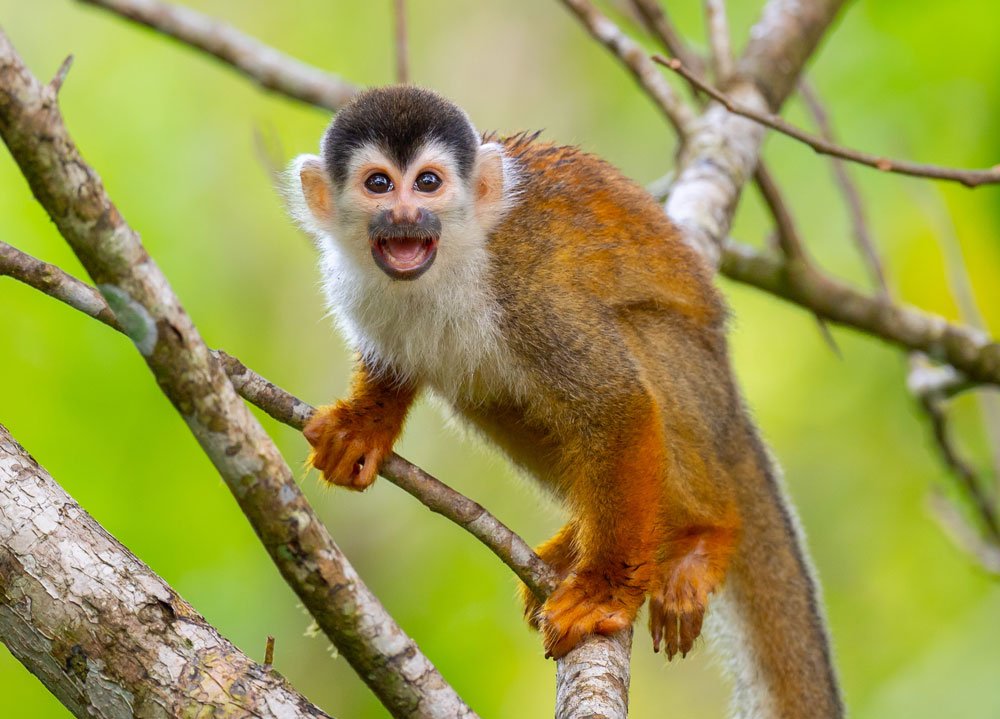Squirrel Monkey Facts For Kids Squirrel Monkey Facts For Kids