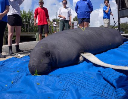 Ralston, a rescued West Indian manatee